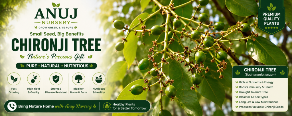 Buy Chironji Tree Online India