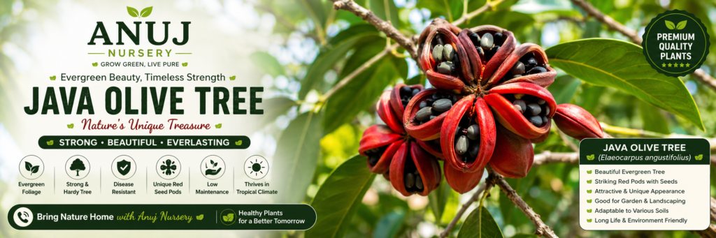 Java Olive Tree Care & Benefits 