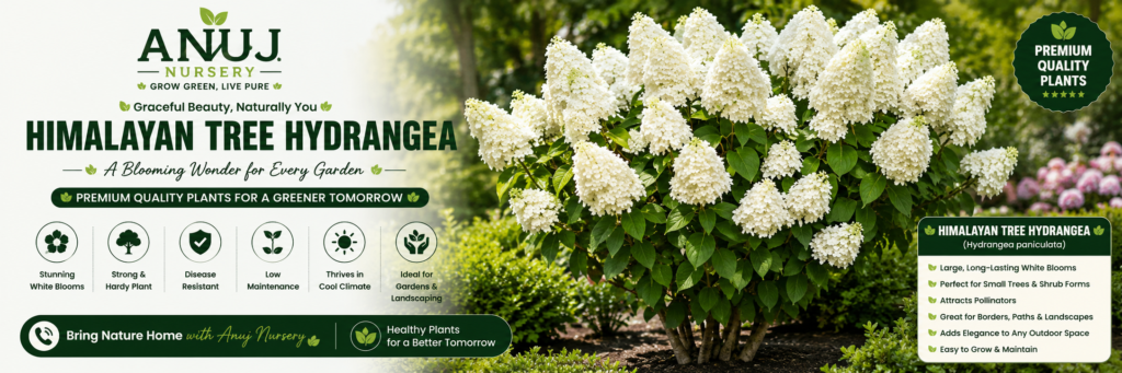Himalayan Tree Hydrangea Care & Benefits