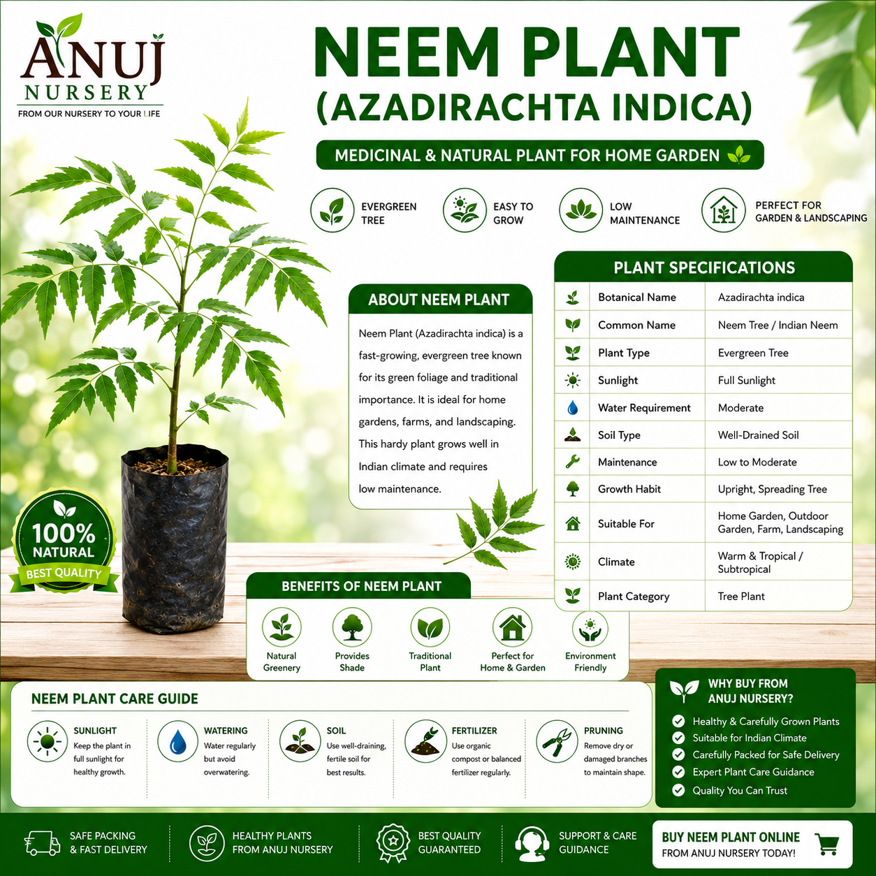 Buy Neem Plant Online | Azadirachta Indica Neem Tree for Home Garden - Image 2