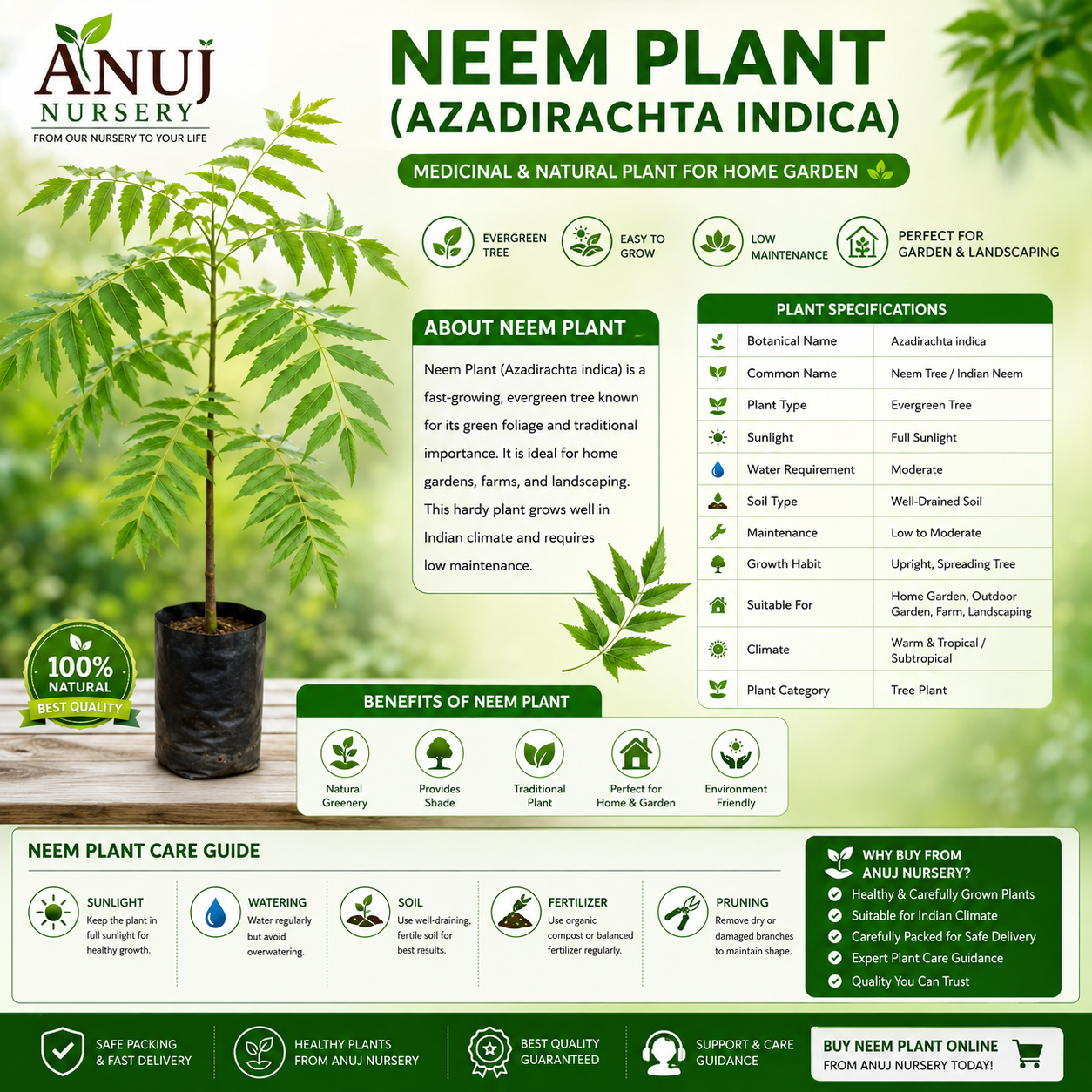 Buy Neem Plant Online | Azadirachta Indica Neem Tree for Home Garden - Image 3
