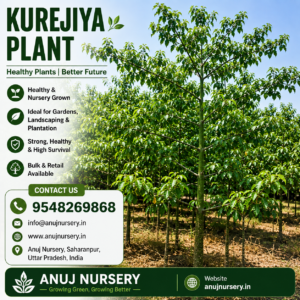 Kurejiya Plant for Sale Online | Healthy Kurejiya Plant – Anuj Nursery