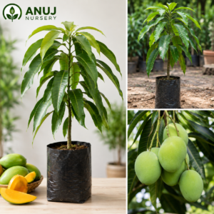 Buy Mango Tree Online India | Grafted Mango Plant | Anuj Nursery