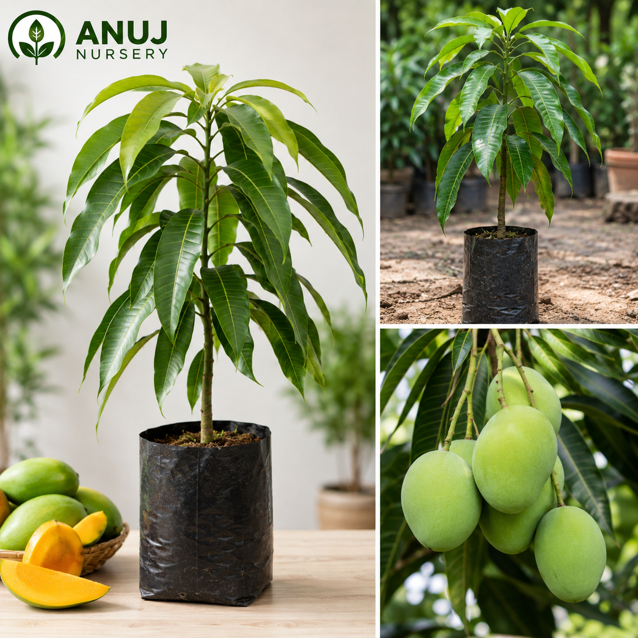 Buy Mango Tree Online India | Grafted Mango Plant | Anuj Nursery