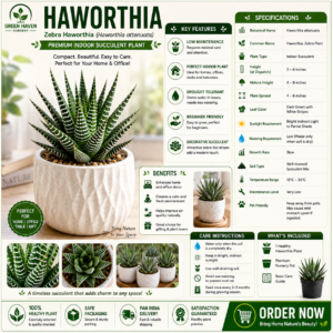 Haworthia Plant – Premium Indoor Succulent | Live Plant for Home & Office