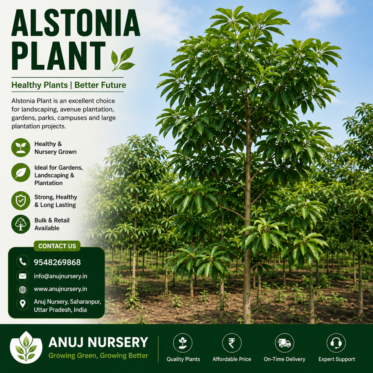 Alstonia Plant for Sale Online | Healthy Alstonia Plant – Anuj Nursery - Image 2