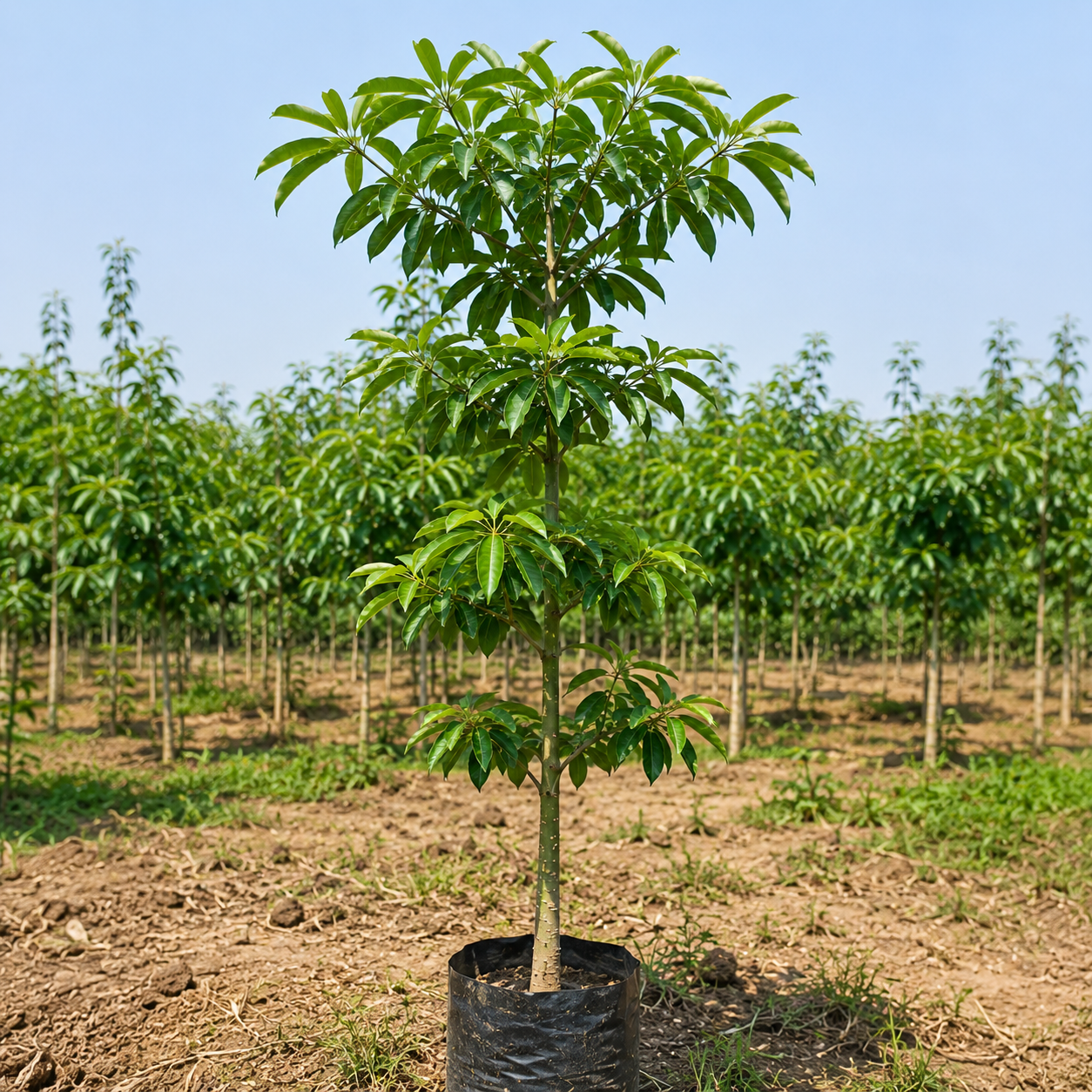 Alstonia Plant for Sale Online | Healthy Alstonia Plant – Anuj Nursery - Image 4