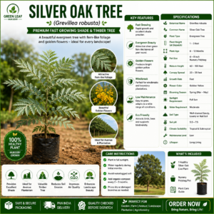 Silver Oak Tree (Grevillea robusta) – Premium Live Plant for Sale
