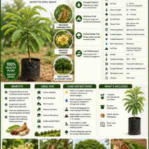 Imli Tree (Tamarind) – Premium Live Plant for Sale