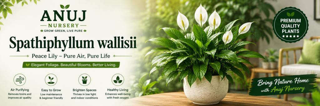 Peace Lily Plant Care & Benefits