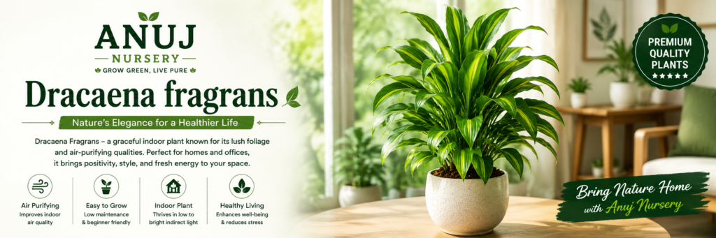 Dracaena Fragrans Plant Care & Benefits