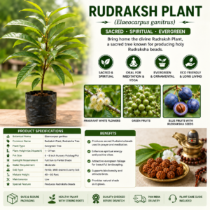 Rudraksh Plant (Elaeocarpus ganitrus) – Premium Live Plant