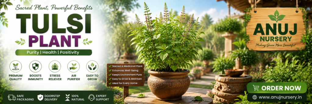 Tulsi Plant Care & Benefits