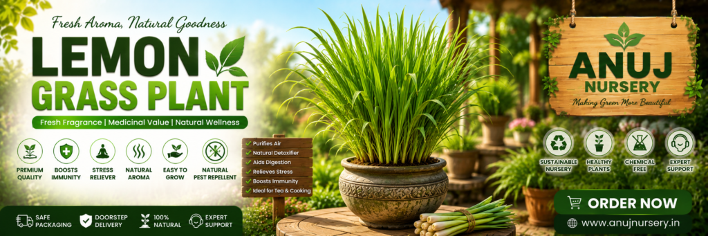Lemongrass Plant Online