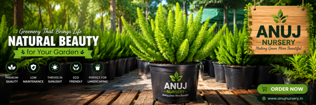 Foxtail Plant Care & Benefits