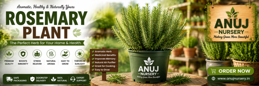 Rosemary Plant Care & Benefits