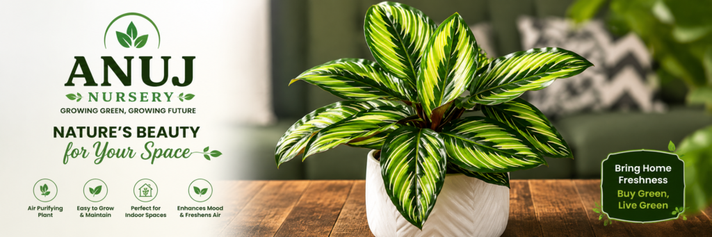 Prayer Plant Care & Benefits