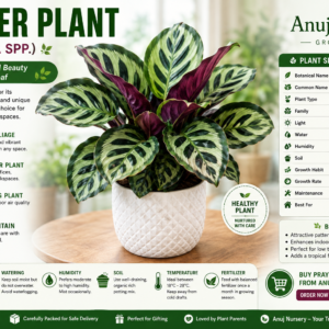 Prayer Plant (Calathea spp.) Online | Buy Prayer Plant in India | Anuj Nursery