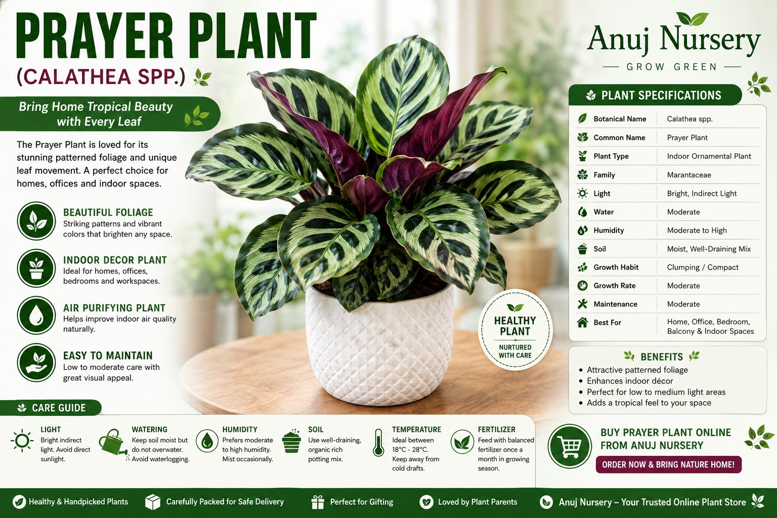 Prayer Plant (Calathea spp.) Online | Buy Prayer Plant in India | Anuj Nursery