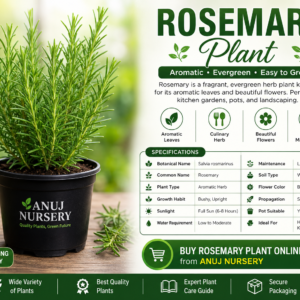 Rosemary Plant Online | Buy Rosemary Plant from Anuj Nursery