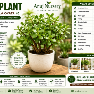 Jade Plant Online | Buy Healthy Jade Plant in India | Anuj Nursery