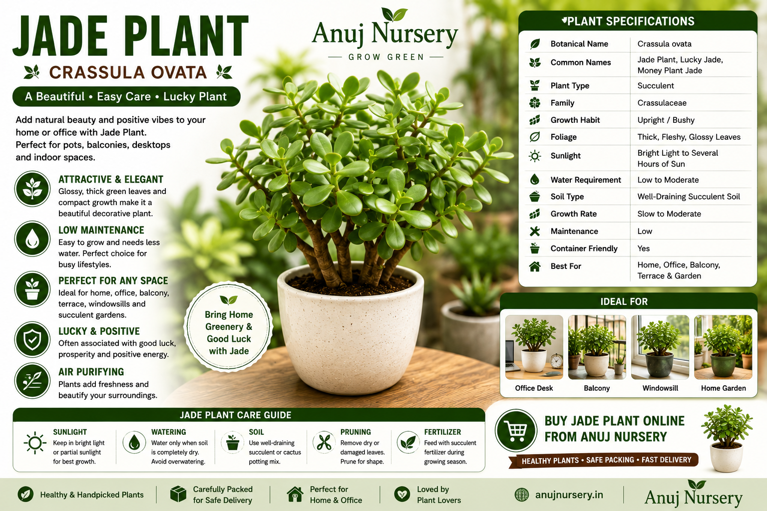 Jade Plant Online | Buy Healthy Jade Plant in India | Anuj Nursery