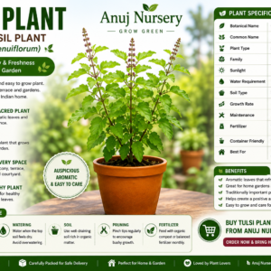Tulsi Plant Online | Buy Healthy Tulsi Plant in India | Anuj Nursery