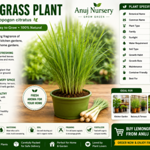 Lemongrass Plant Online | Buy Healthy Lemongrass Plant in India | Anuj Nursery