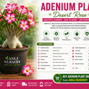 Adenium Plant Online | Buy Desert Rose Plant from Anuj Nursery
