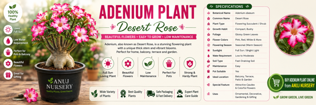 Adenium Plant Online 
