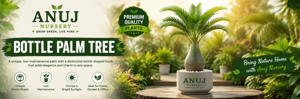 Bottle Palm Plant