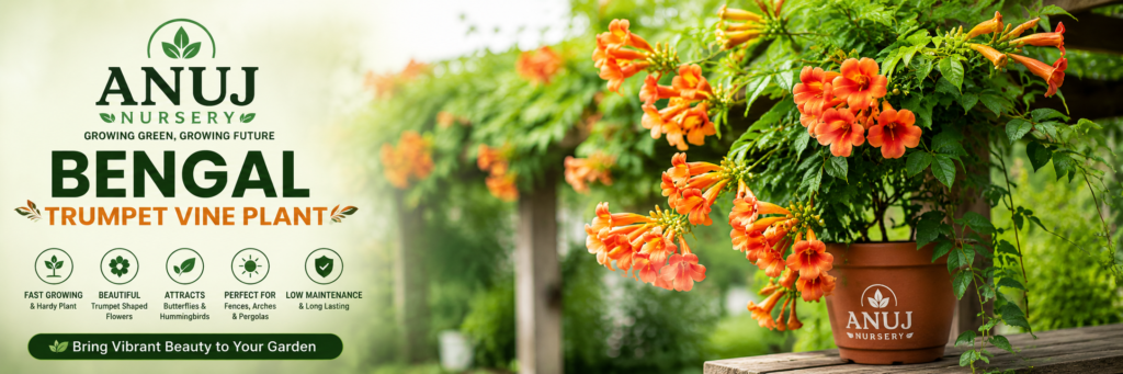 Bengal Trumpet Vine Plant Care & Benefits