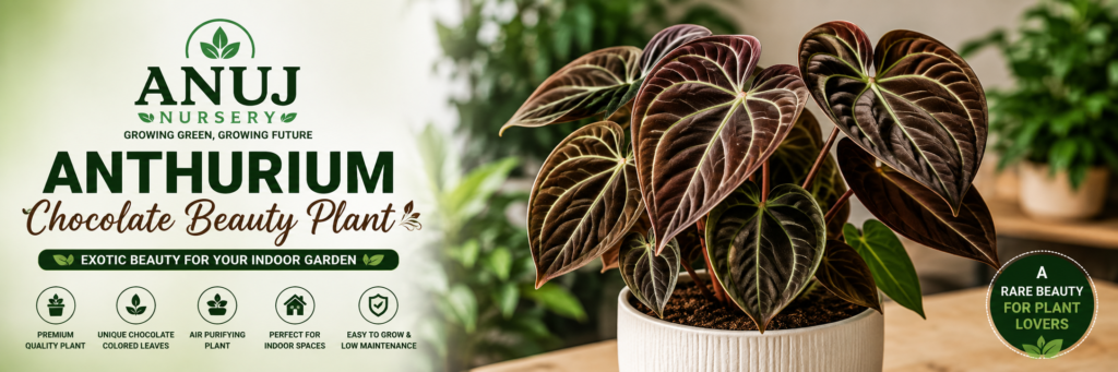 Anthurium Chocolate Beauty Care & Benefits