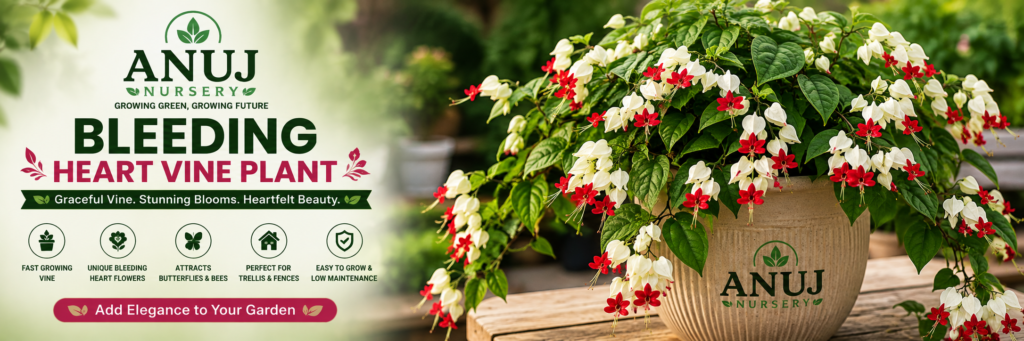Bleeding Heart Vine Plant Care & Benefits