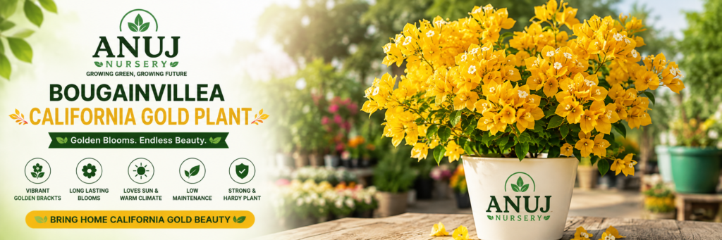 Bougainvillea California Gold Care & Benefits