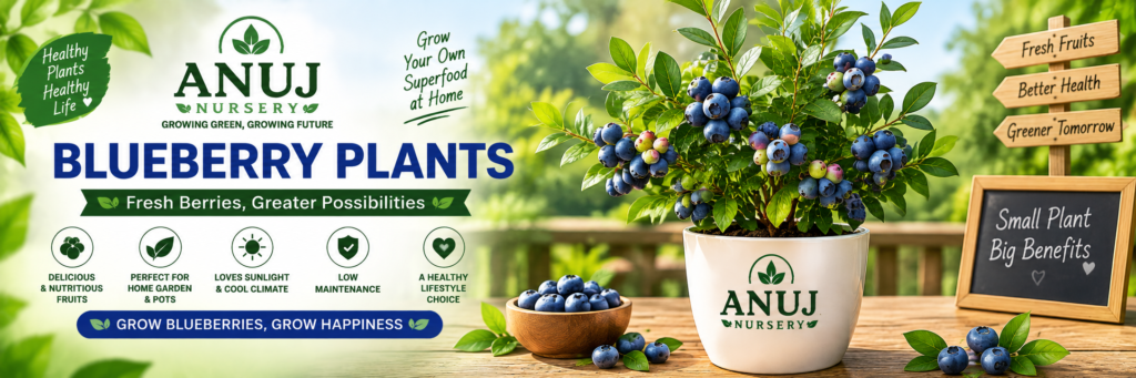 Blueberry Plant Care & Benefits