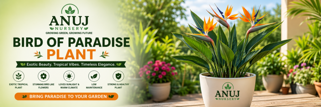 Bird of Paradise Plant Care & Benefits