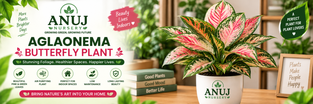 Aglaonema Butterfly Plant Care & Benefits 