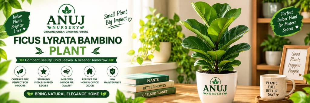 Ficus Lyrata Bambino Care & Benefits