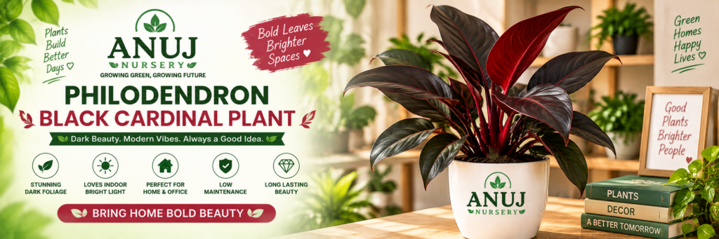 Philodendron Black Cardinal Care & Benefits 