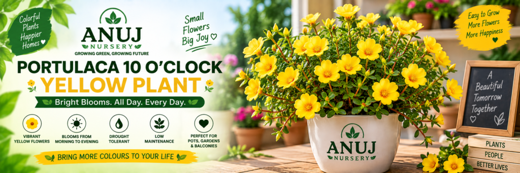 Portulaca 10 O’Clock Yellow Plant Care & Benefits