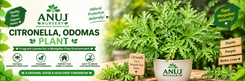 Citronella Odomos Plant Care & Benefits 