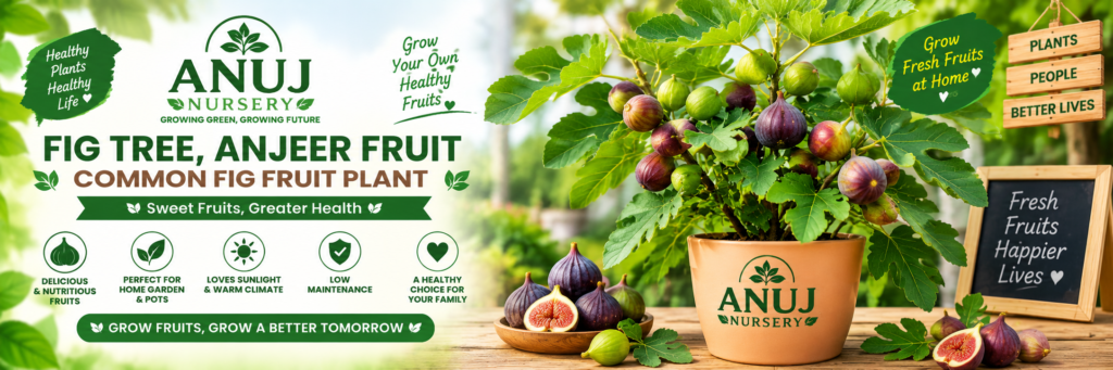 Fig Tree Anjeer Plant Care & Benefits