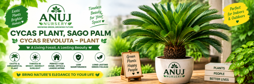 Cycas Plant Care & Benefits 