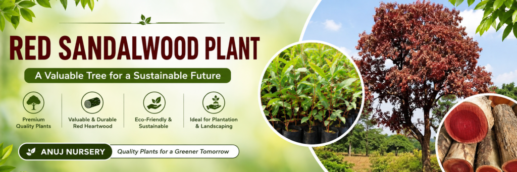 Red Sandalwood Plant: Benefits, Uses, Growing Guide & Care