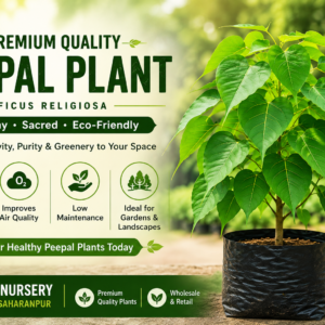 Best Quality Peepal Plant in Nagal, Saharanpur | Anuj Nursery