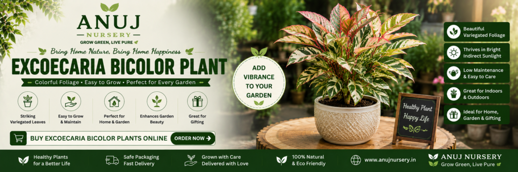 🌿 Best Excoecaria Bicolor Plant Online | Healthy Plants | Anuj Nursery