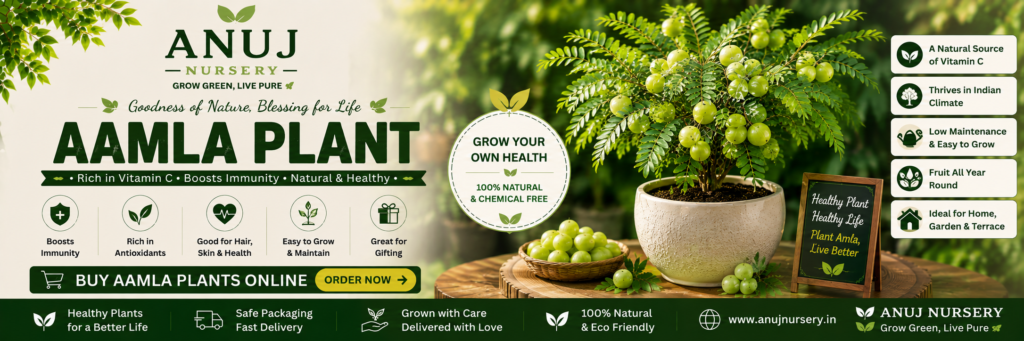 Amla Tree for Home Garden 