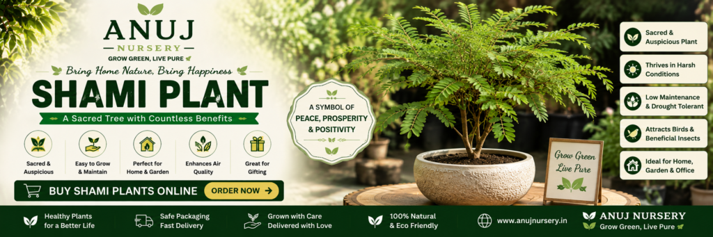 Buy Shami Tree Online in India 