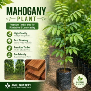Mahogany Plant – Premium Timber Tree for Farming and Landscaping